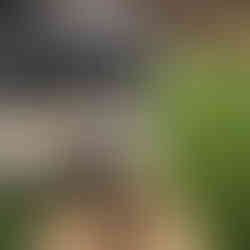 Golden Retriever and Malashi Sun Bathing