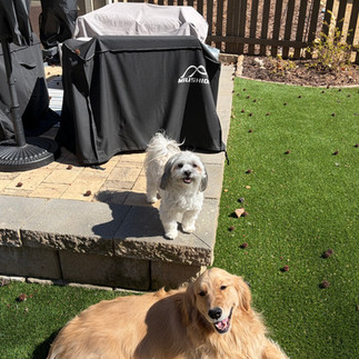 Golden Retriever and Malashi Sun Bathing
