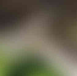 Beautiful Golden Retriever