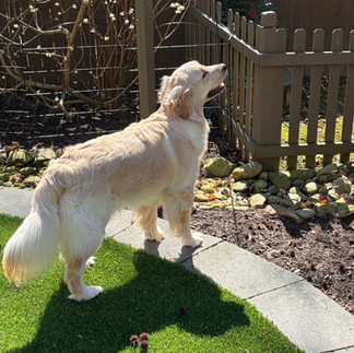 Beautiful Golden Retriever