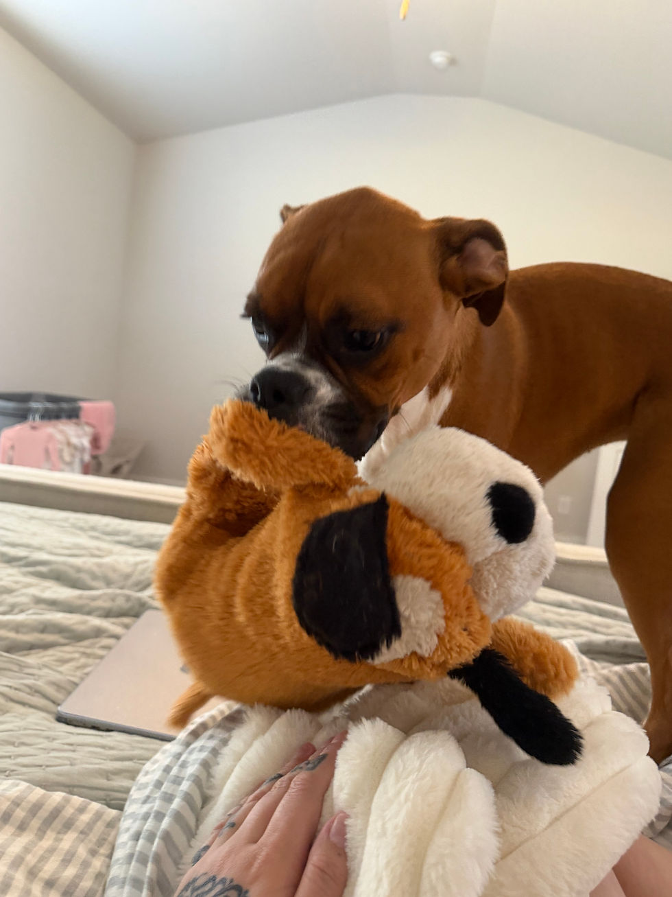 Penny & Willow Update: Growing, Goofy, and Living Their Best Lives | 24-Hour Overnight Pet Sitting