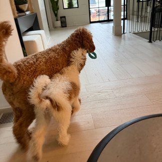 Sophie and Travis playing
