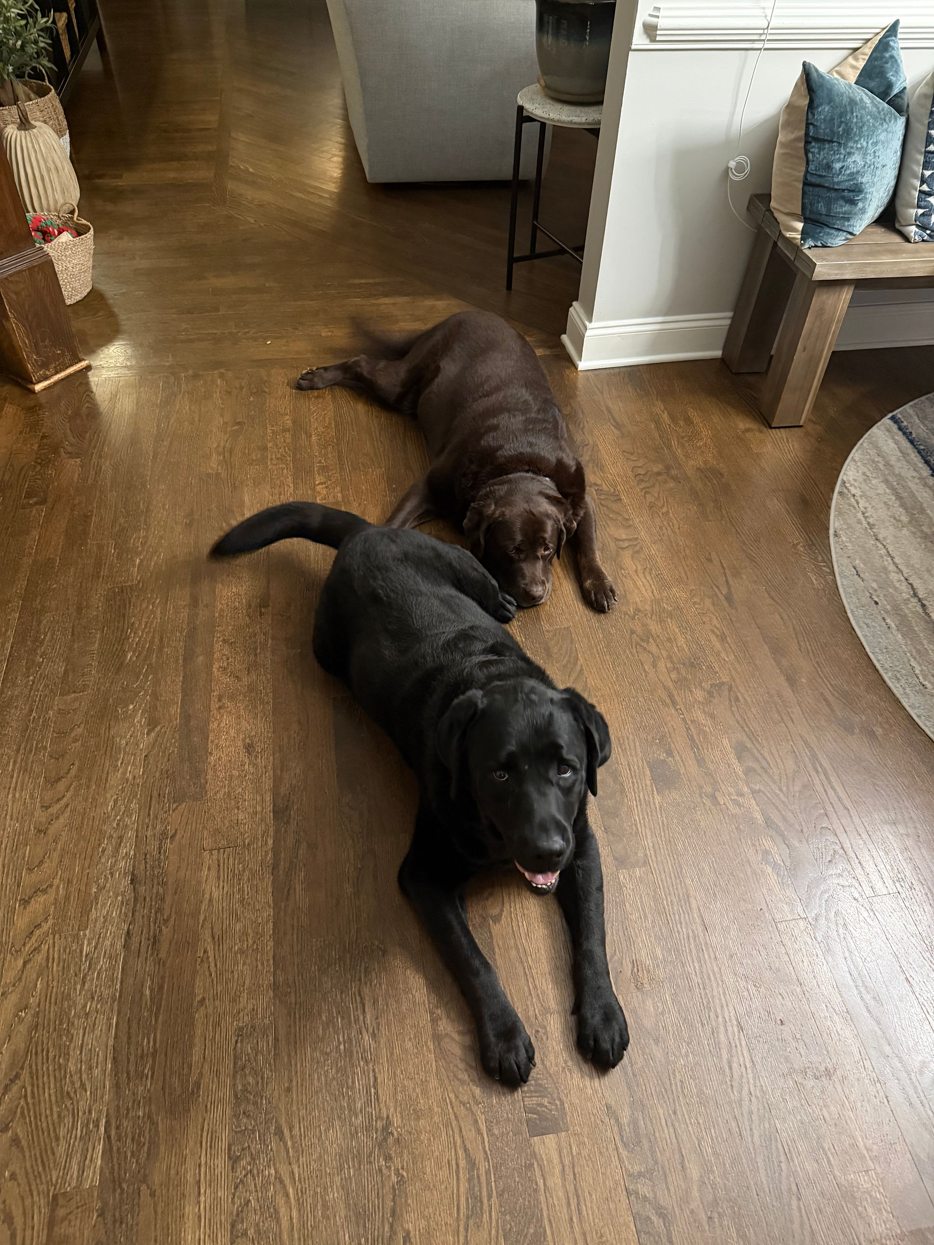2 English Labs on wood floor