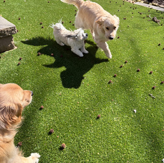 Birdie Seamus and Olive