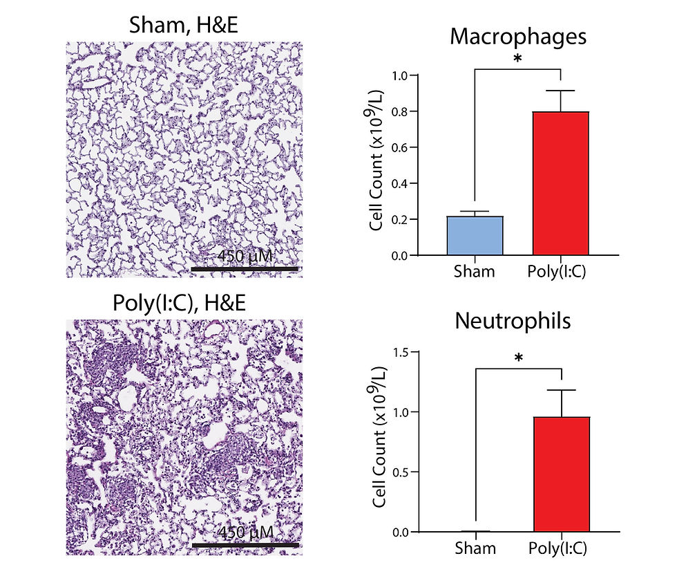 Poly(IC) induced lung inflammation.jpg