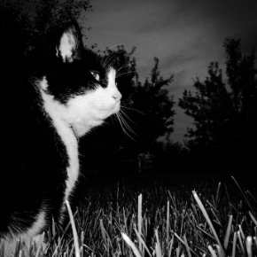 Northlands Veterinary Hospital has some dark night safety advice for cat owners.