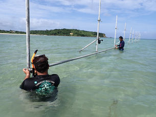 【ウミショウブ】海の森を守る