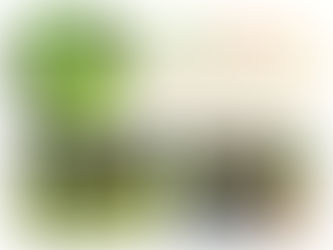 知っていますか？西表島の緑を守る大切な活動！