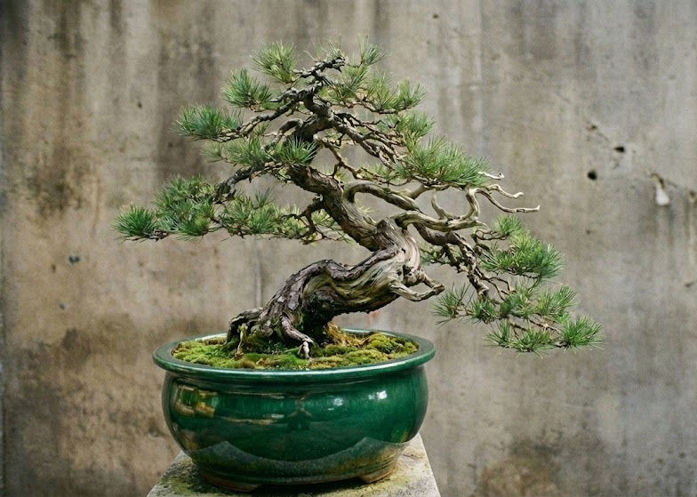 Wholesale Bonsai Pots, bonsai flat pot in England