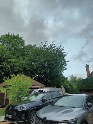 Before: cherry tree reduction in Maidenhead