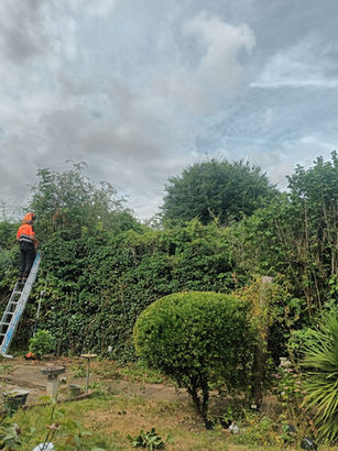 During: hedge trimming back garden hedges