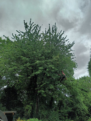 Before: cherry tree reduction in Maidenhead
