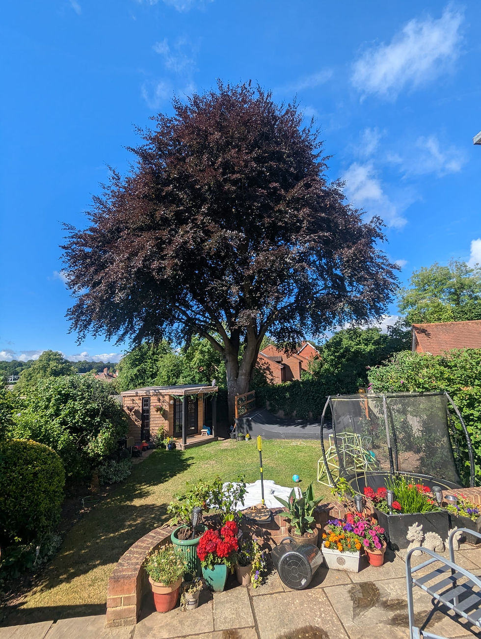 Copper beech thinning, Maidenhead