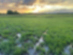 Original - Sunset.jpg