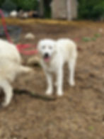 Thumbnail: Adult Livestock Guardian Dogs
