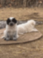 Thumbnail: 2026 Livestock Guardian Puppy - Final Payment