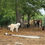 Thumbnail: Adult Livestock Guardian Dog