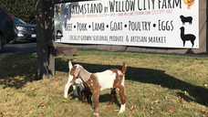 New Soups, Seeds, Snacks & Bone Broth + WCF on Local Menus + Clover Room + Horse Show!