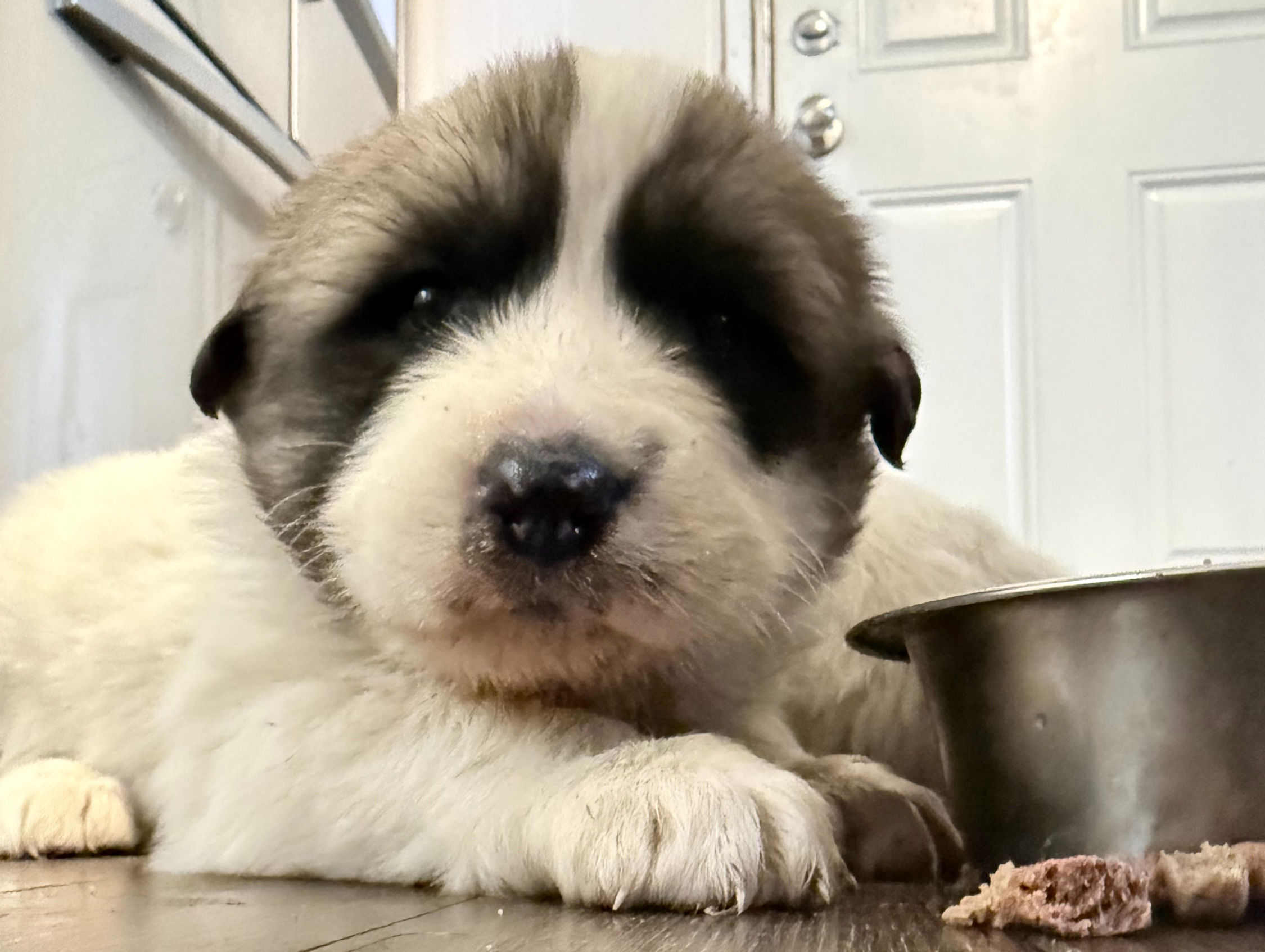 Deposit 2026 Livestock Guardian Dog