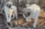 Thumbnail: Adult Livestock Guardian Dogs