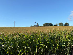 Why Maize Foliar Applications Are a Good Fit for Drones