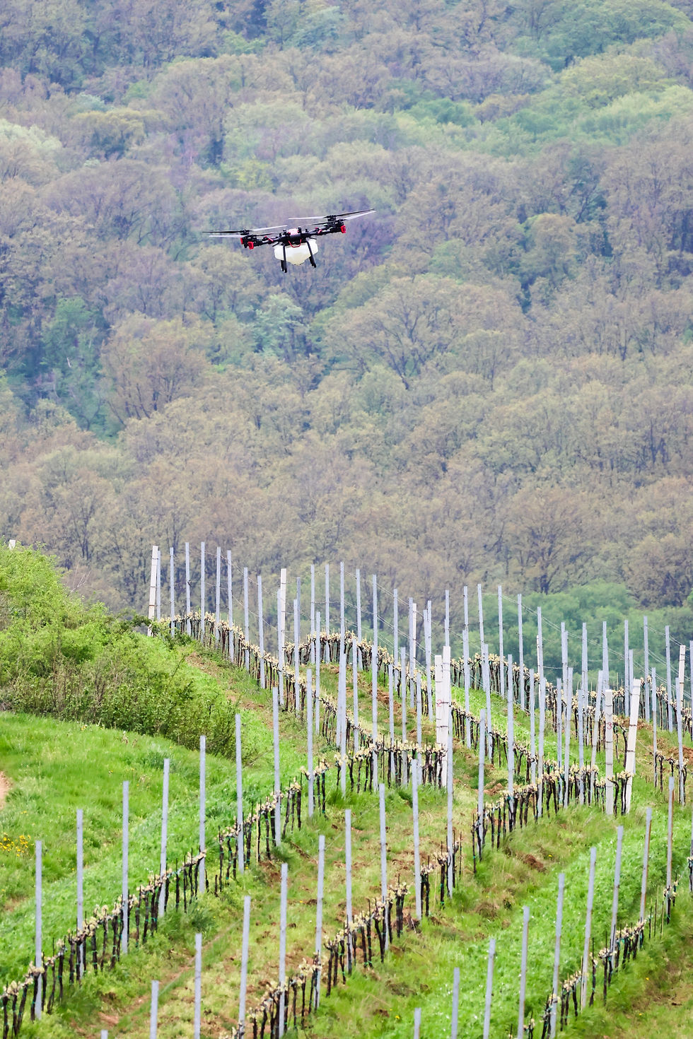Vertical image of an agricultural drone, flying high over vineyard, spraying pesticides Dr