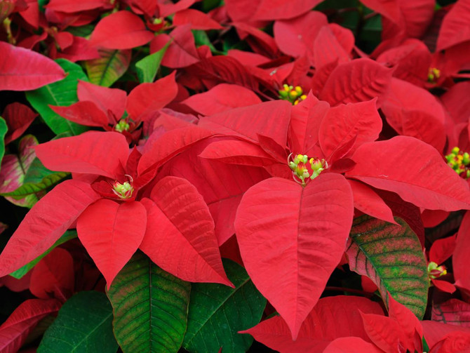 Not Your Typical Holiday Flowers!