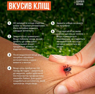 Непрохані гості - кліщі!