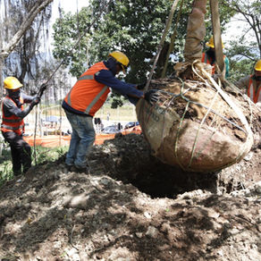 98 árboles serán protegidos y trasplantados como parte de las obras de valorización de El Poblado