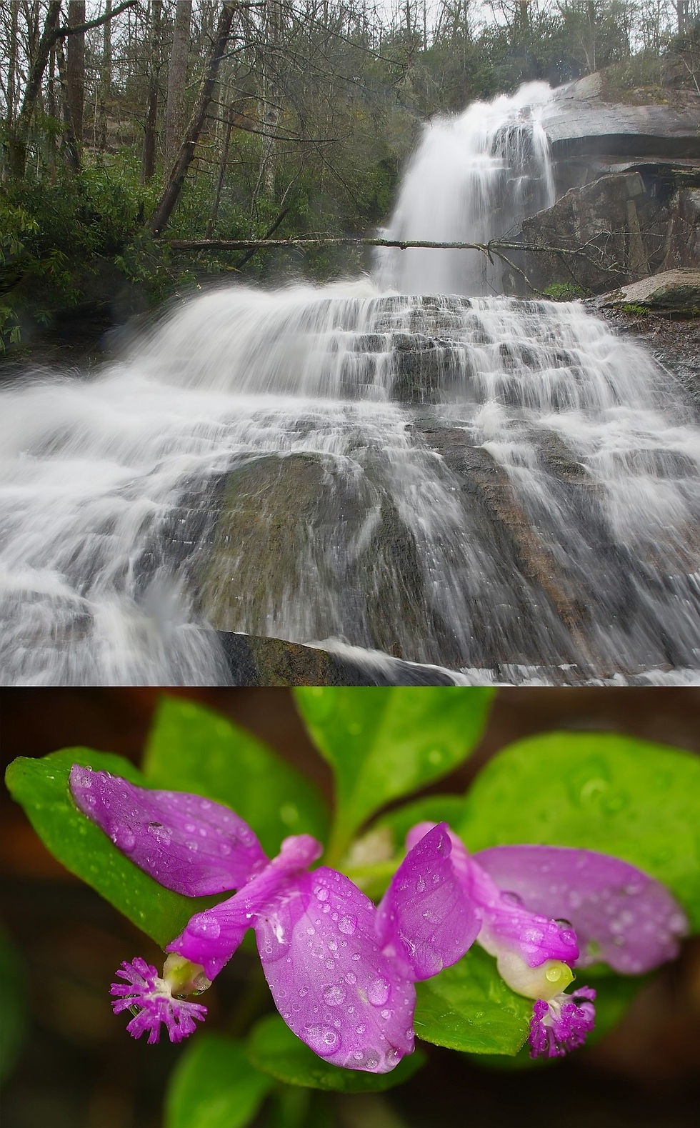3:00 PM Hike to Jones Falls - Marty Silver (9 participants maximum)