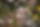 Carpet of Everlastings Wongan Hills.jpg