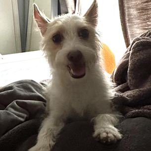 Nominate your Dog for Diabetic Dog of the Month!