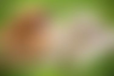 4 Summer Safety Tips for Diabetic Dogs!