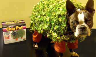 DogaBetix Ingredients - Why I Chose the Chia Seed!