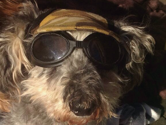 March DogaBetix Diabetic Dog of the Month - Meet Reggie!