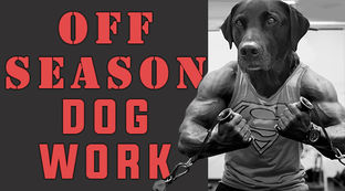 Training & Conditioning Older Dogs