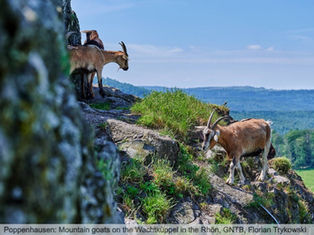 Svět německých zvířat