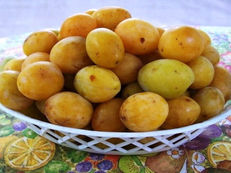 Domácí švestka Bílá