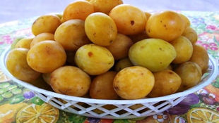 Domácí švestka Bílá