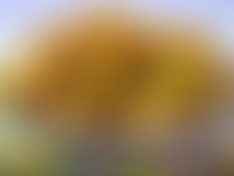 Domácí švestka Bílá