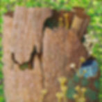 Peek