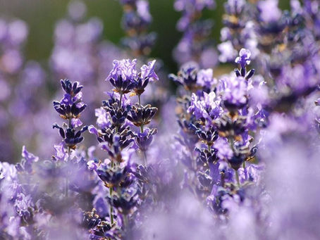 Benefits of Aromatherapy