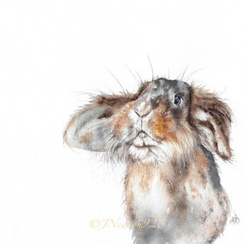 Furry friend **SOLD**