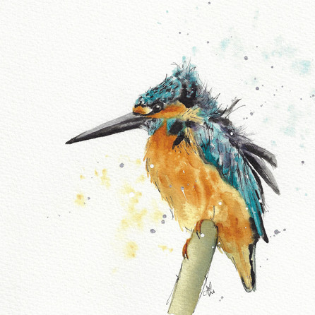 Kingfisher. **SOLD**