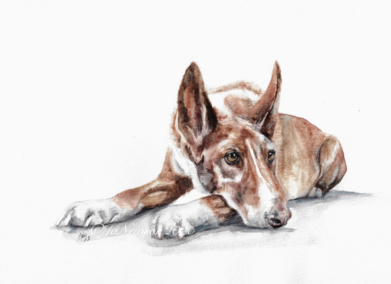 Peaceful Podenco £90