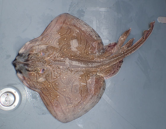 Undulated Ray on custom Calstar...