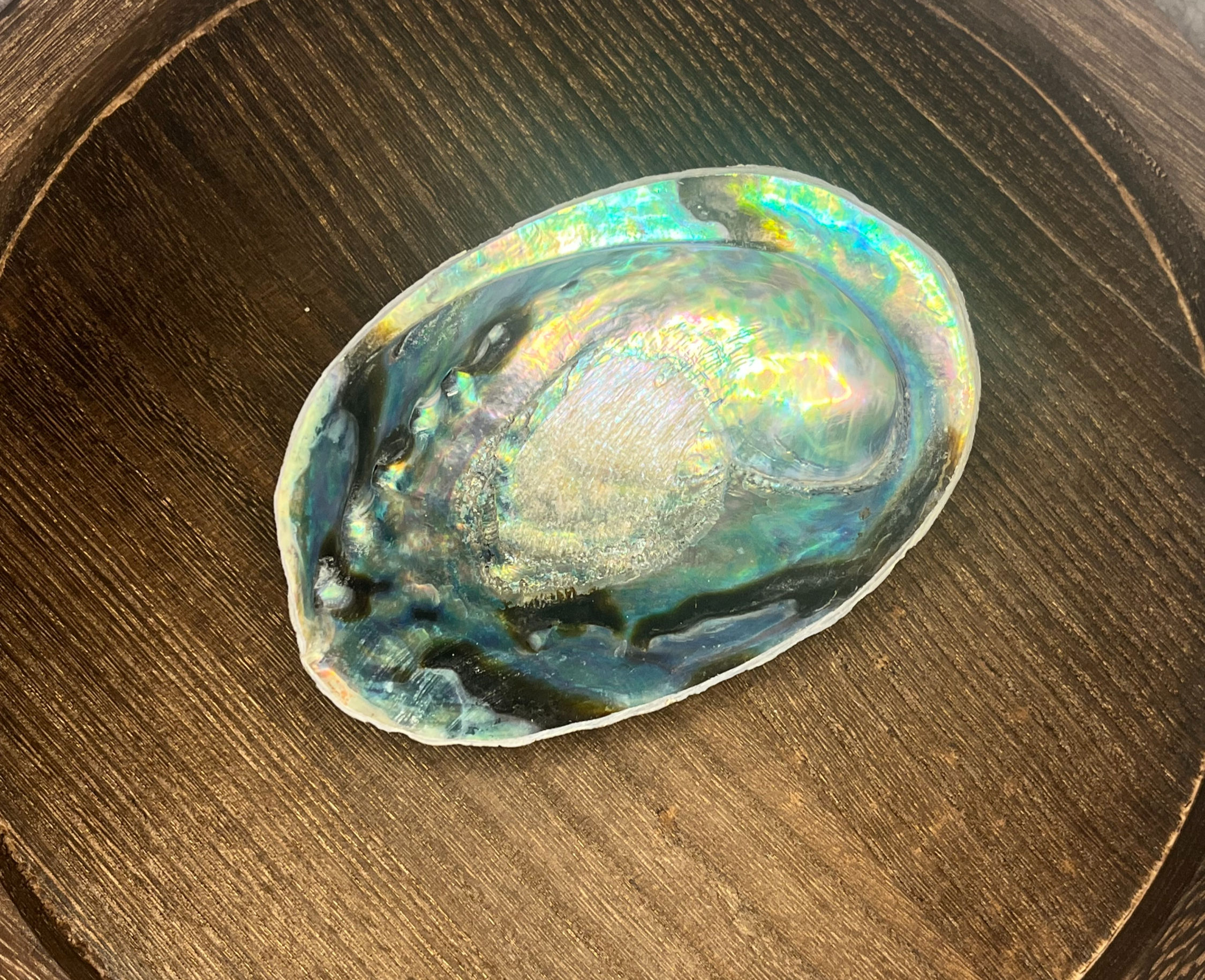 Abalone Shell Large 4-6.5"