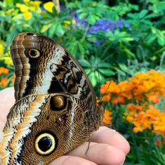 Un esemplare di farfalla ospitata all'interno della struttura 
