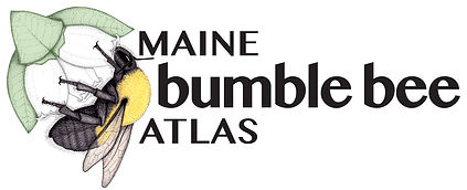 Maine Bumble Bee Atlas logo