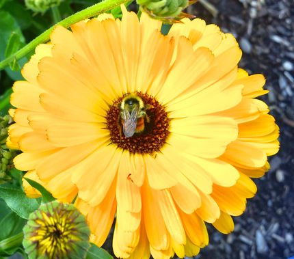 What Happens to Bumble Bees in Autumn?